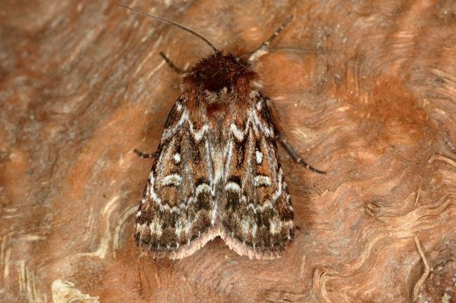 True Lover's Knot (Lycophotia porphyrea), adult. Ouston, 21-06-2019. Copyright Verna Atkinson.