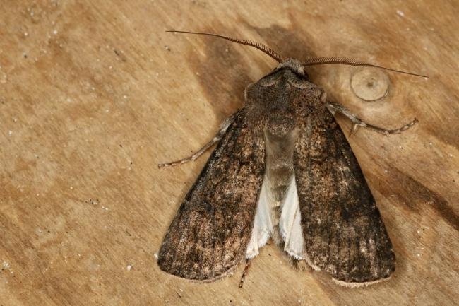 Turnip Moth (Agrotis segetum), adult. Ouston, 05-06-2022. Copyright Verna Atkinson.