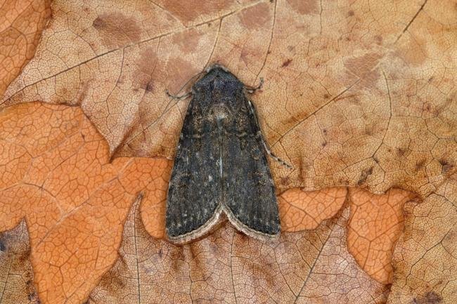 Turnip Moth (Agrotis segetum), adult. Ouston, 18-09-2018. Copyright Verna Atkinson.