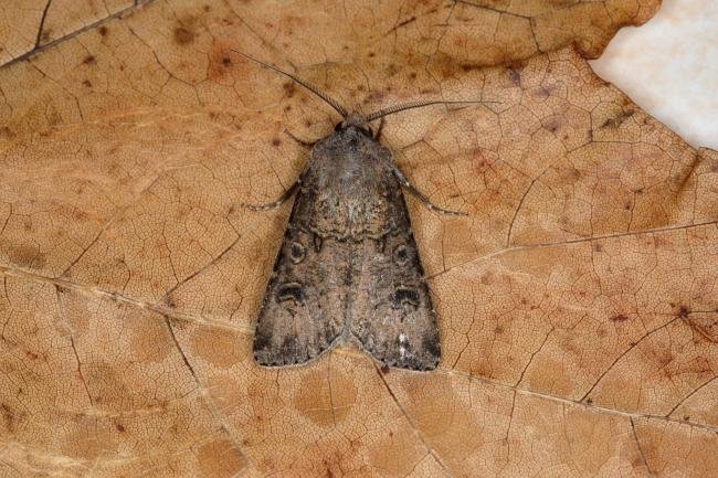 Turnip Moth (Agrotis segetum), adult. Ouston, 29-09-2018. Copyright Verna Atkinson.