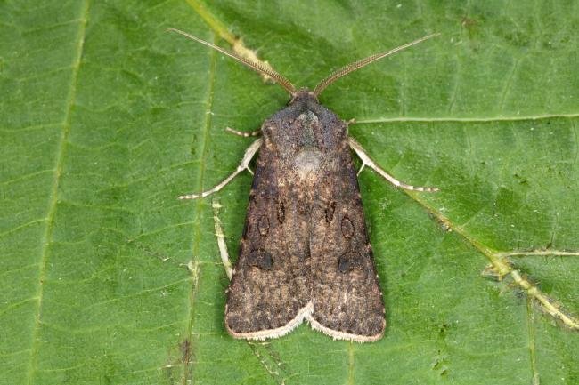 Turnip Moth (Agrotis segetum), adult. Ouston, 15-06-2016. Copyright Verna Atkinson.