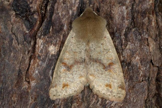 Twin-spotted Quaker (Anorthoa munda), adult. Ouston, 14-04-2017. Copyright Verna Atkinson.