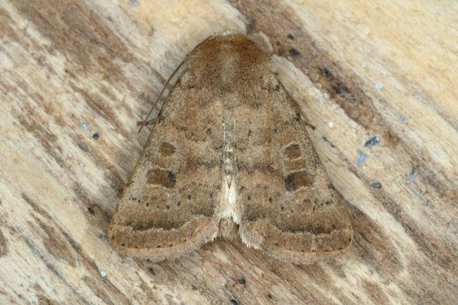 Uncertain (Hoplodrina octogenaria), adult. Ouston, 06-07-2019. Copyright Verna Atkinson.