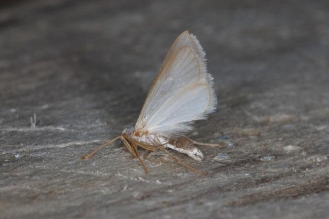 Water Veneer (Acentria ephemerella), adult. Ouston, 05-08-2016. Copyright Verna Atkinson.