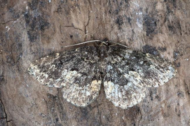 Waved Black (Parascotia fuliginaria), adult. Ouston, 21-07-2017. Copyright Verna Atkinson.