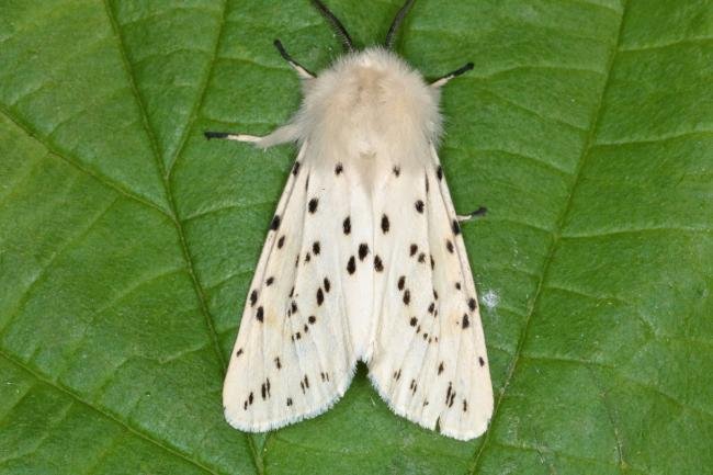 White Ermine (Spilosoma lubricipeda), adult. Ouston, 23-05-2016. Copyright Verna Atkinson.