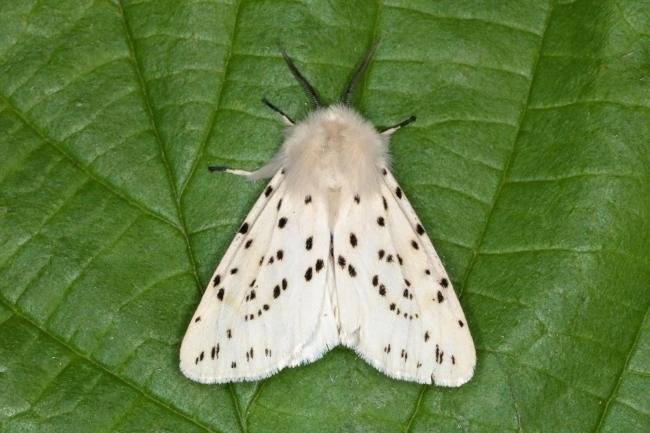 White Ermine (Spilosoma lubricipeda), adult. Ouston, 23-05-2016. Copyright Verna Atkinson.