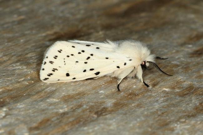 White Ermine (Spilosoma lubricipeda), adult. Ouston, 08-05-2020. Copyright Verna Atkinson.