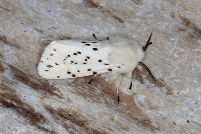 White Ermine (Spilosoma lubricipeda), adult. Ouston, 23-05-2016. Copyright Verna Atkinson.