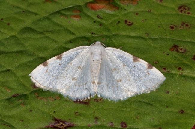 White-pinion Spotted (Lomographa bimaculata), adult. Ouston, 08-06-2016. Copyright Verna Atkinson.