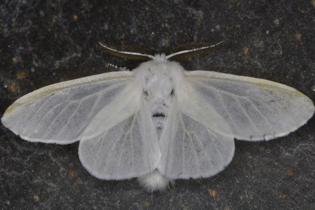 White Satin (Leucoma salicis), adult. Ouston, 12-07-2021. Copyright Verna Atkinson.