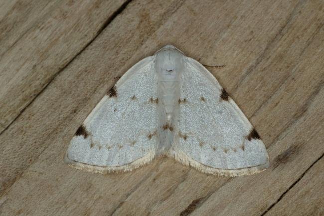 White-pinion Spotted (Lomographa bimaculata), adult. Ouston, 26-05-2019. Copyright Verna Atkinson.