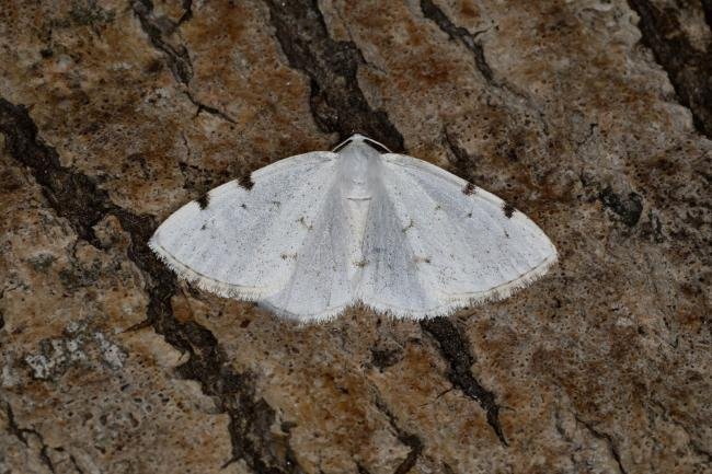 White-pinion Spotted (Lomographa bimaculata), adult. Ouston, 11-05-2023. Copyright Verna Atkinson.