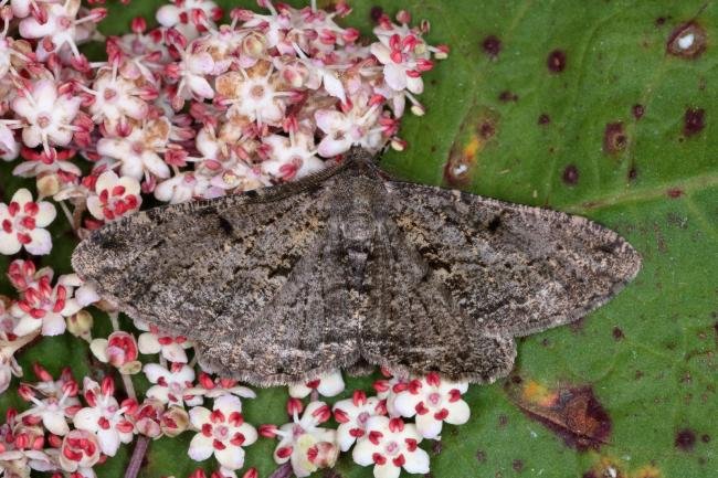 Willow Beauty (Peribatodes rhomboidaria), adult. Ouston, 19-06-2019. Copyright Verna Atkinson.