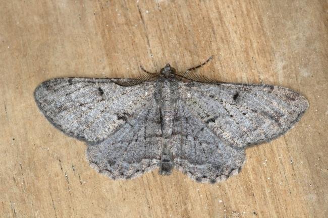 Willow Beauty (Peribatodes rhomboidaria), adult. Ouston, 19-06-2019. Copyright Verna Atkinson.