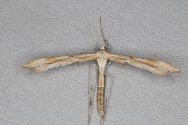 Yarrow Plume (Gillmeria pallidactyla), adult. Ouston, 22-07-2016. Copyright Verna Atkinson.