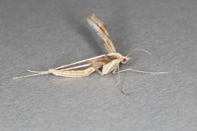 Yarrow Plume (Gillmeria pallidactyla), adult. Ouston, 22-07-2016. Copyright Verna Atkinson.