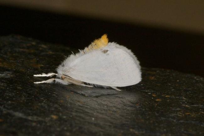 Yellow-tail (Euproctis similis), adult. Ouston, 18-07-2021. Copyright Verna Atkinson.