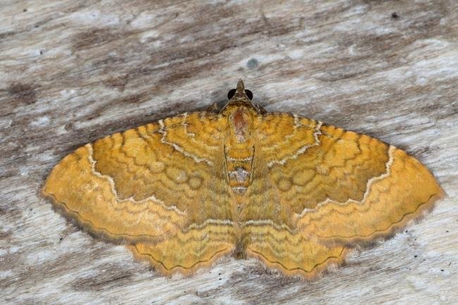 Yellow Shell (Camptogramma bilineata), adult. Ouston, 14-06-2016. Copyright Verna Atkinson.