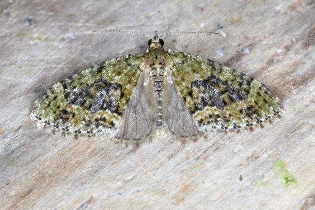 Yellow-barred Brindle (Acasis viretata), adult. Ouston, 30-04-2017. Copyright Verna Atkinson.