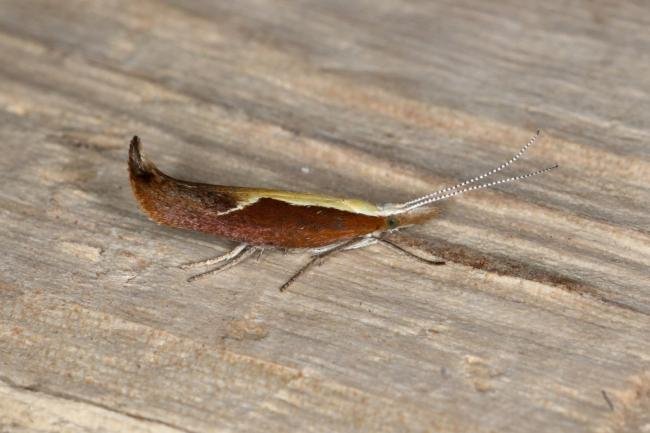 Honeysuckle Moth (Ypsolopha dentella), adult. Ouston, 16-07-2019. Copyright Verna Atkinson.