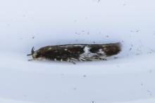 Mompha langiella, adult. 10-08-2023. Copyright Arto Maatta. Mompha langiella, adult. 10-08-2023. Copyright Arto Maatta.