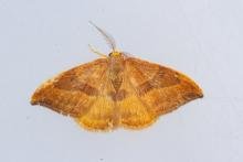 Barred Hook-tip (Watsonalla cultraria), adult. Waldridge Fell, 22-08-2023. Copyright Christopher Blakey. Barred Hook-tip (Watsonalla cultraria), adult. Waldridge Fell, 22-08-2023. Copyright Christopher Blakey.