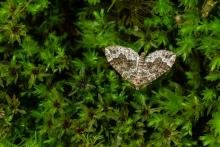 Devon Carpet (Lampropteryx otregiata), adult. Comb Bridges, 16-05-2024. Copyright Christopher Blakey. Devon Carpet (Lampropteryx otregiata), adult. Comb Bridges, 16-05-2024. Copyright Christopher Blakey.