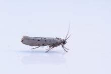 Orpine Ermine (Yponomeuta sedella), adult. Limekiln Gill, 11-09-2024. Copyright Christopher Blakey.