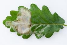 Acrocercops brongniardella, mine. Waldridge Fell, 14-06-2025. Copyright Christopher Blakey. Acrocercops brongniardella, mine. Waldridge Fell, 14-06-2025. Copyright Christopher Blakey.