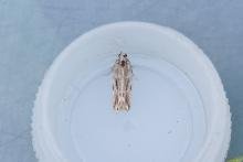 Anarsia innoxiella, adult. Taken outside Durham (Oxfordshire), 17-07-2025. Copyright Christopher Blakey. Anarsia innoxiella, adult. Taken outside Durham (Oxfordshire), 17-07-2025. Copyright Christopher Blakey.