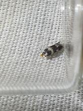 Etainia sericopeza, adult. Darlington, 17-09-2024. Copyright Chris Bell. Etainia sericopeza, adult. Darlington, 17-09-2024. Copyright Chris Bell.