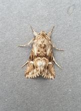 Calophasia lunula, adult. Darlington, 02-08-2025. Copyright Chris Bell.