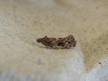 Acrolepia autumnitella, adult. Saltholme, 28-01-2023. Copyright Ed Pritchard. Acrolepia autumnitella, adult. Saltholme, 28-01-2023. Copyright Ed Pritchard.