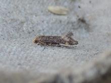 Apodia martinii, adult. Saltholme, 07-08-2020. Copyright Ed Pritchard. Apodia martinii, adult. Saltholme, 07-08-2020. Copyright Ed Pritchard.