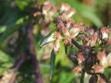 Coleophora artemisicolella, case. Saltholme, 30-08-2024. Copyright Ed Pritchard. Coleophora artemisicolella, case. Saltholme, 30-08-2024. Copyright Ed Pritchard.