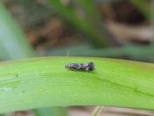 Elachista poae, adult. Belasis Beck, 17-05-2024. Copyright Ed Pritchard. Elachista poae, adult. Belasis Beck, 17-05-2024. Copyright Ed Pritchard.