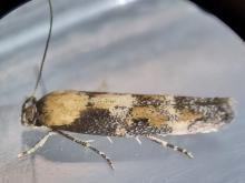 Mompha bradleyi, adult. Stockton, 19-10-2024. Copyright Ed Pritchard. Mompha bradleyi, adult. Stockton, 19-10-2024. Copyright Ed Pritchard.