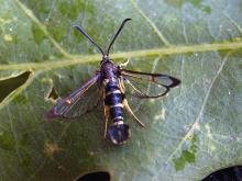 Yellow-legged Clearwing (Synanthedon vespiformis), adult. Copyright Keith Dover. Yellow-legged Clearwing (Synanthedon vespiformis), adult. Copyright Keith Dover.