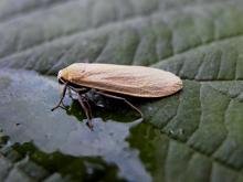 Orange Footman (Eilema sororcula), adult. Copyright Keith Dover. Orange Footman (Eilema sororcula), adult. Copyright Keith Dover.