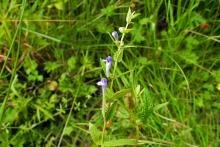Prochoreutis sehestediana, mine. Malton, 25-07-2021. Copyright Keith Dover. Prochoreutis sehestediana, mine. Malton, 25-07-2021. Copyright Keith Dover.