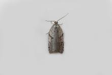 Acleris schalleriana, adult. Edmondsley Wood, 13-03-2024. Copyright Keith Dover. Acleris schalleriana, adult. Edmondsley Wood, 13-03-2024. Copyright Keith Dover.