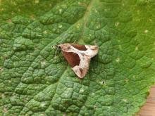 Beautiful Snout (Hypena crassalis), adult. West Moor Plantation, 24-06-2020. Copyright Keith Dover. Beautiful Snout (Hypena crassalis), adult. West Moor Plantation, 24-06-2020. Copyright Keith Dover.