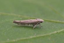Zelleria oleastrella, adult. Chester-le-Street, 06-07-2025. Copyright Keith Dover.