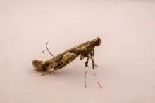 Caloptilia honoratella, adult. Chester-le-Street, 11-04-2025. Copyright Keith Dover. Caloptilia honoratella, adult. Chester-le-Street, 11-04-2025. Copyright Keith Dover.