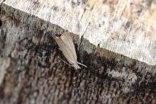 Calamotropha paludella, adult. Old Quarrington, 08-08-2021. Copyright Richard Cowen. Calamotropha paludella, adult. Old Quarrington, 08-08-2021. Copyright Richard Cowen.