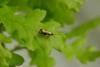 Adela reaumurella, adult. Trimdon Colliery, 18-05-2020. Copyright Bob Mawson.