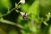 Cauchas fibulella, adult. Trimdon Grange, 12-06-2018. Copyright Bob Mawson.