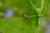 Cauchas fibulella, adult. Raisby Way, 18-06-2018. Copyright Bob Mawson.