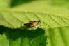 Cauchas fibulella, adult. Raisby Way, 10-06-2018. Copyright Bob Mawson.